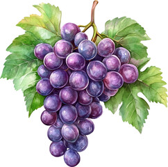 Fototapeta premium Grape Watercolor clipart