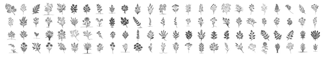 diverse floral sketches capturing the beauty of nature