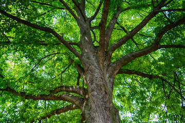 Fototapeta premium Branched crown of walnut