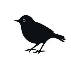 Obraz premium black silhouette of a robin bird