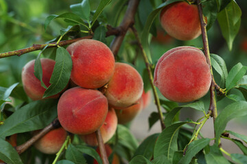 Ripe peaches on tree branch in garden, closeup