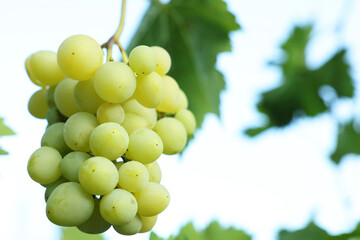 Delicious green grapes growing in vineyard, closeup. Space for text