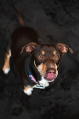 A Dog Enjoying a Day on the Beach
