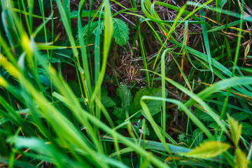Argiope Brünnich in grass