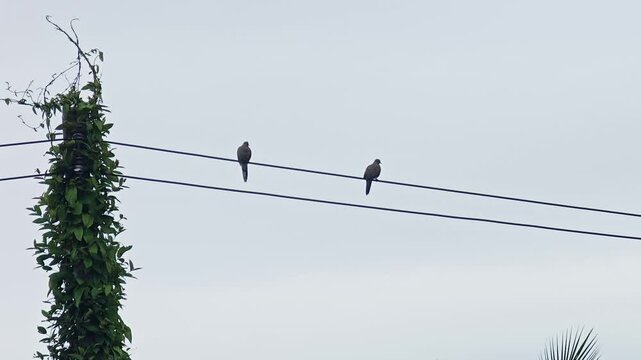 bird landed on the electric wire