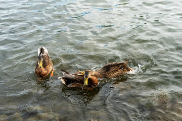 Ducks frolic in the river