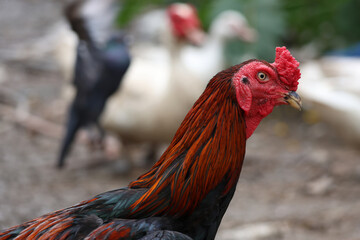 The fighting cock in garden nature farm