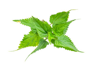 nettle on a transparent isolated background.