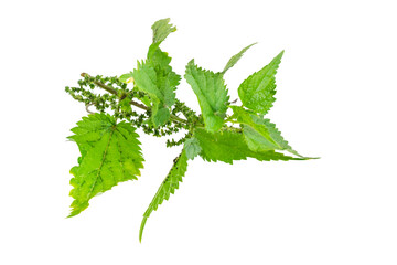 nettle on a transparent isolated background.