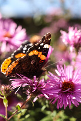 Butterfly Vanessa atalanta on a pink aster flower.	