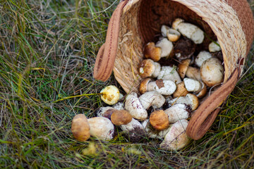 Mushrooms spill out of a wicker basket onto green grass, creating a natural and earthy scene in the outdoors.