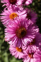 Obraz premium pink aster flowers in the garden, shallow depth of field.