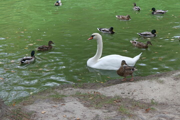 country goose family