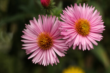 Obraz premium pink aster flowers in the garden, shallow depth of field.