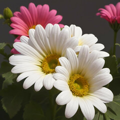 Fototapeta premium white and pink daisies