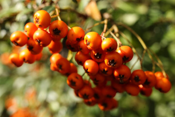 Orange pyracantha firethorn berries on a branch in autumn. Selective focus