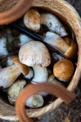 Mushrooms spill out of a wicker basket onto green grass, creating a natural and earthy scene in the outdoors.