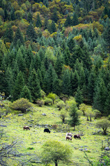 wild yaks grazing in green hills of the mountains.