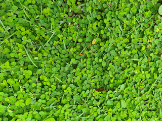 Green grass field texture background