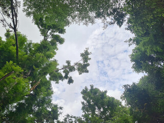 Up view sky and tree