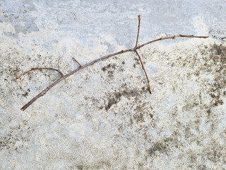 Dry branch on concrete background