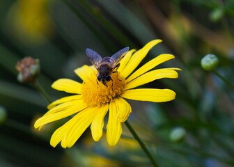 Mosca sopra una Margherita gialla