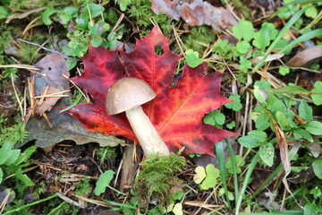 An edible boletus mushroom with a red orange maple leaf behind it and green moss around. 