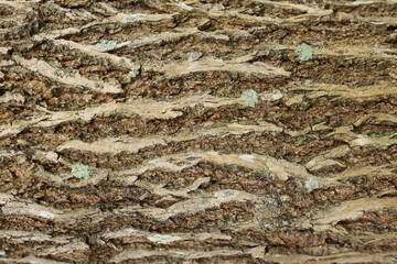 Bark of tree. Close-up of natural wooden texture with vertical stripes and cracks. Vertical photo. A tree bark has a beautiful organic pattern. Easily add depth and organic texture to your designs.
