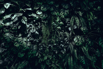 Herb wall, plant wall, natural green wallpaper and background. nature wall. Nature background of green forest