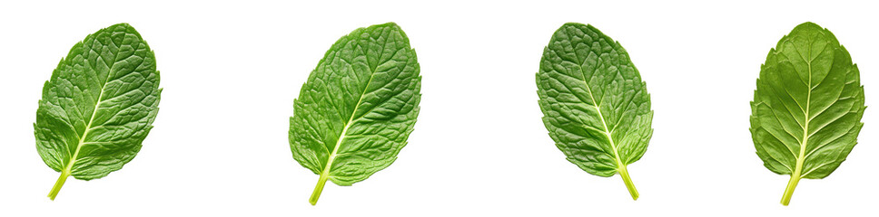 Obraz premium Fresh mint leaves isolated on a transparent background, ideal for culinary, herbal remedies, and natural product presentations