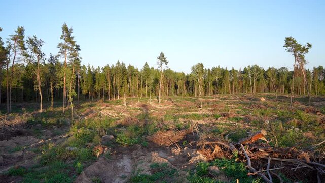 Deforestation and forest clearance. Illegal logging. Forest destruction, felling trees. Cutting trees. Stacks cut wood. Forests illegal disappearing. Deforestation, timber logging. Forest clearing.