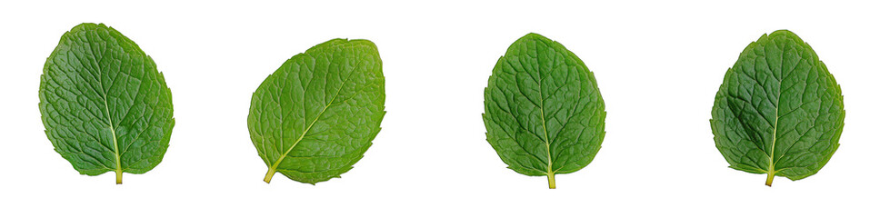 Obraz premium Natural mint leaves isolated on a transparent background, perfect for herbal, culinary, and botanical design applications