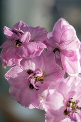 Obraz premium Beautiful bouquet of different colored defylphiniums close-up