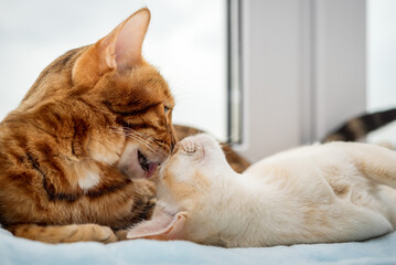 A Bengal cat and a Burmese kitten lie next to each other.