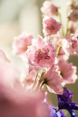 Beautiful bouquet of different colored defylphiniums close-up