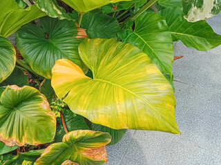Philodendron and Homalomena leaves plant in the garden. Green and yellow leaves plant. Tropical foliage plants, Close up. © Mita As