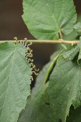 sawfly larvae on the edge of a hazelnut leave in a defensive s shape pose