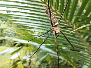 a large spider nesting on its web waiting for food