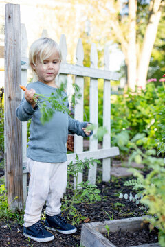 Toddler standing by a white picket fence in a garden holding a carrot and leaves.