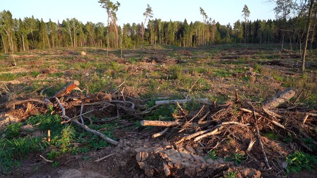 Deforestation and forest clearance. Illegal logging. Forest destruction, felling trees. Cutting trees. Stacks cut wood. Forests illegal disappearing. Deforestation, timber logging. Forest clearing.