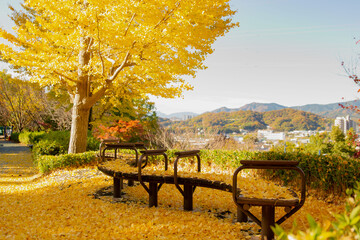 Yellow leaves on a park bench overlooking a city.