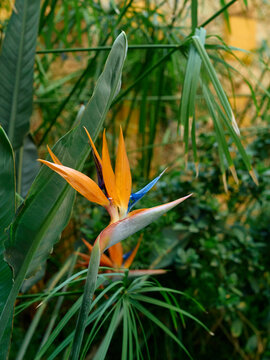 Vibrant bird of paradise flower standing out against a lush green backdrop of garden foliage.