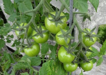 Tomatenpflanze mit gr&uuml;nen Tomaten