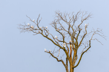 Barren Tree with roosted white Seagulls. Devoid of leaves and in place a flock of seabirds grow on a lakeside tree. Isolated against a plain blue sky