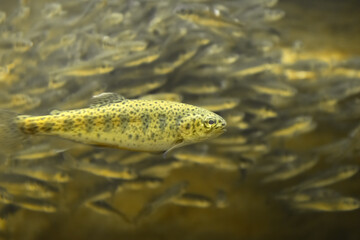 Rainbow Trout (Oncorhynchus mykiss) swims near a school of minnows in a river ecosystem. This is a popular sport fish caught in streams across North America. Controlled conditions