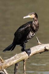 Cormorant sitting on a tree branch at a lake