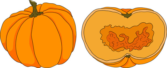 Hand drawn illustration of different types of pumpkins. Autumn vegetable, fall gourd, various type, shape, size, color. Seasonal fruit, Halloween and Thanksgiving decoration. 
