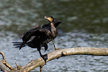 Obraz premium Cormorant sitting on a tree branch at a lake