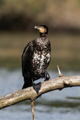 Cormorant sitting on a tree branch at a lake