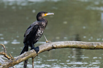 Cormorant sitting on a tree branch at a lake